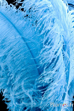 Autruche premium - 50-60 cm - glace